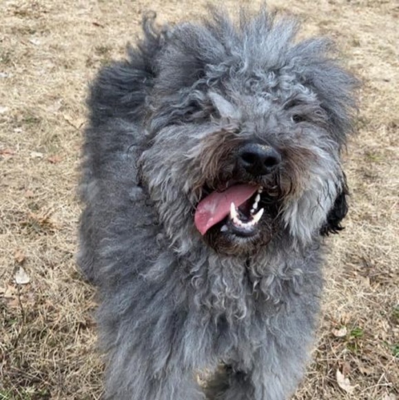 Meet your Posher, Mitchell - Picture 1 of 1